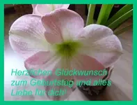 Geburtstagt - 1.webp