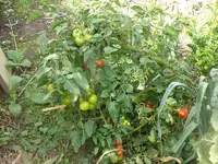 Tomate schräg.webp