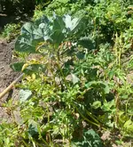 Rosenkohl.webp