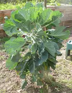 Rosenkohl.webp