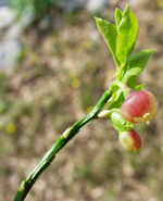 Heidelbeere.webp