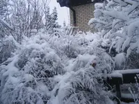 Brautspiere.19.3.2013.webp