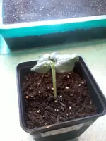 Okra19_3_13.webp