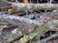DSCF4626.webp