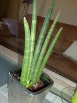 P1000448.webp