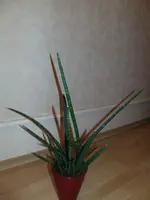 2013-03-19 Sanseverie1.webp