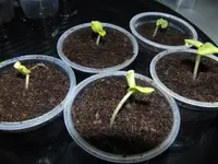 2013-03-19 Okra2.webp