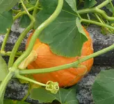 Kürbis auf dem Dach.webp