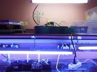 Grow2.webp