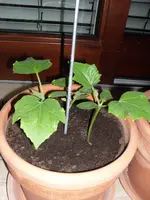 SAM_0498.webp
