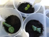 2013-03-19-Luffa2.webp