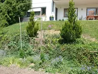 Wiese2.webp