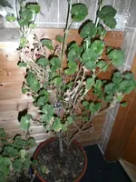 geranie 007.webp