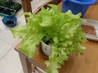 SAM_0501.webp