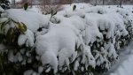 K800_Schnee am 20.März 2013 003.JPG