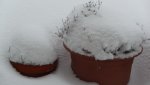 K800_Schnee am 20.März 2013 010.JPG