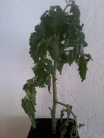 VilmaI20_3_13.webp