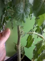 VilmaII20_3_13.webp