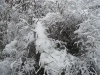 Brautspiere.20.3.2013.webp