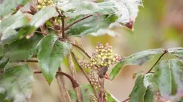 _DSC1204.webp