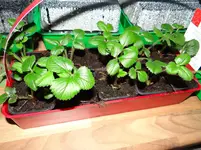Erdbeeren Aromastar.webp
