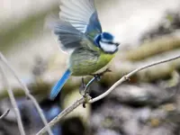 Blaumeise_0002.webp