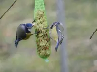 Blaumeise_0004.webp