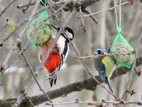 Buntspecht-Blaumeise_9514.webp