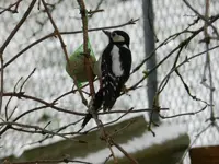 Buntspecht-Frau_0006_1.webp