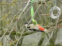 Buntspecht-Herr_0005.webp