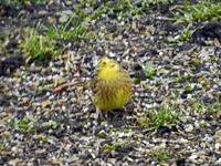 Goldammer_0004.webp