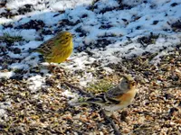 Goldammer-Bergfink_9657.webp