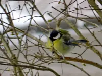 Kohlmeise_9423.webp