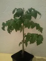 VilmaIII20_3_13.webp