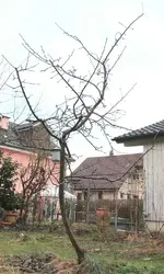 IMG_4555comp Apfelbaum_2.webp