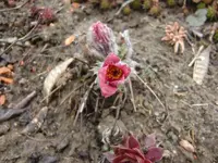 CIMG0131.webp