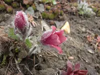 CIMG0137.webp