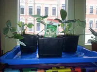 20130321_094535.webp