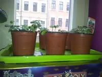 20130321_094545.webp