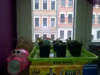 20130321_094558.webp