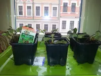 20130321_094611.webp