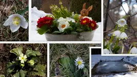 Frühling suchen.webp