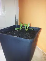 Dahlien 21.3.webp