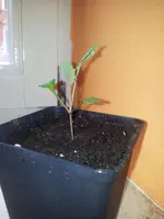 Kohlrabi 21.3.webp