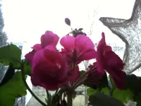 geranie-erste blüte.webp