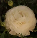Ranunkel.webp