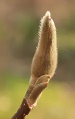 Magnolienknospe.webp