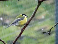 Kohlmeise_0013.webp
