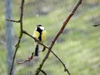 Kohlmeise_0010.webp