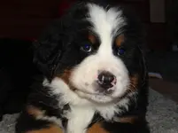 Bruno9.webp